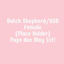 Female 3 - Black female German Shepherd puppy in Trenton, Georgia from Laeknir K9