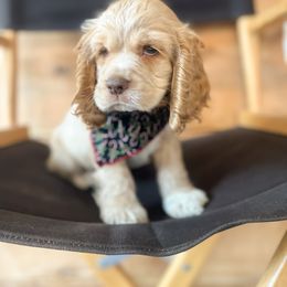Charlie - Buff male Cocker Spaniel puppy in Rattan, Oklahoma from Double M Cocker Spaniels