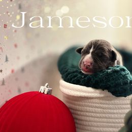 Jameson - Gray male Cane Corso puppy in Jacksonville, North Carolina from Cor Dei Cane Corso