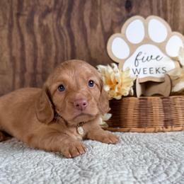 Annie - Red female Dachshund puppy in Dothan, Alabama from Little House Pups