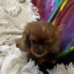Maggie - Cavalier King Charles Spaniel