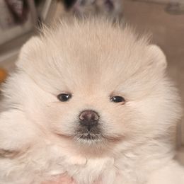 Beautiful cream boy. Gorgeous head. Still growing and developing personality - Cream male Pomeranian puppy in Merced, California from Cardián Pomeranians