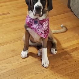 Saint Bernards from Cincinnati St. Bernards