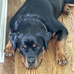 Rottweiler All Grown Up from Sweetgum Farm