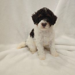 Holly - Parti female Poodle puppy in Puyallup, Washington from Pure Parti Poodles