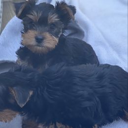 Boy 1 - Blue and gold male Yorkshire Terrier puppy in San Diego, California from Dearinger San Diego Yorkies