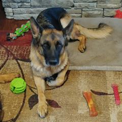 German Shepherds from Cheryl Martin