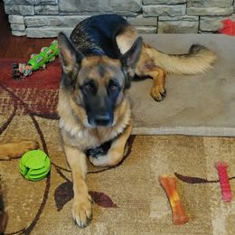 German Shepherds from Cheryl Martin