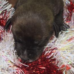 Girl 3 - Brindle female Mountain Cur puppy in Georgetown, Ohio from Walnut Ridge Mountain Curs