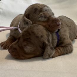 Suki - Dapple female Dachshund puppy in Glen Saint Mary, Florida from 🍯 Honey Pot Dachshunds 🐾