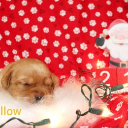 Yellow - Yellow female Labrador Retriever puppy in Parma, Idaho from Campbell Valley Labradors