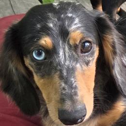 Gonzo - Dachshund