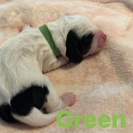 Basset Hound Puppies from Three Boys Bassets