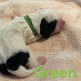 Basset Hound Puppies from Three Boys Bassets