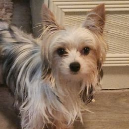 Maltese puppies from My Precious Pups