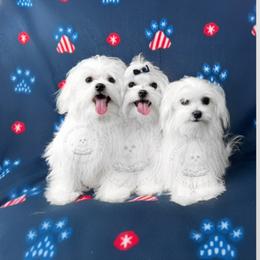 Maltese puppies from Maltese Puppies in Texas