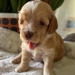 Brown Boy - Red and white male Cockapoo puppy in Fort Gibson, Oklahoma from Waggle Doodles