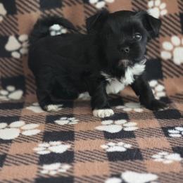 Boy 1 - Parti male Yorkshire Terrier puppy in Colton, Oregon from Yorkies & More R US