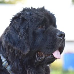 Korra - Newfoundland