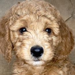 Afton - Red  Goldendoodle puppy in Sheridan, Wyoming from Ming’s Dynasty Doodles