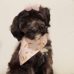 Aussiedoodle and Goldendoodle Puppies from Saddle Hill Farms