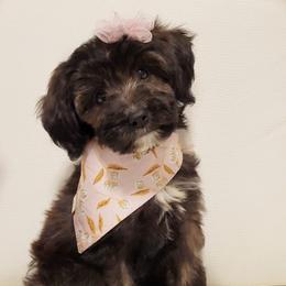 Aussiedoodle and Goldendoodle Puppies from Saddle Hill Farms