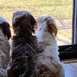 Shih Tzus from Theresa Dickerson
