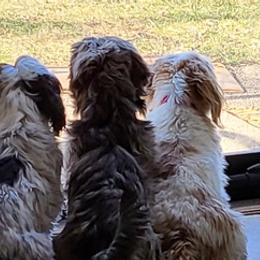 Shih Tzus from Theresa Dickerson