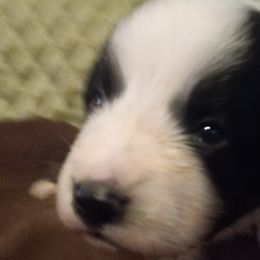 Boy 3 - Black Australian Shepherd puppy in Belleville, West Virginia from Chasitys Australian Shepherds