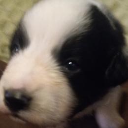 Boy 3 - Black Australian Shepherd puppy in Belleville, West Virginia from Chasitys Australian Shepherds