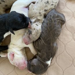 Aussiedoodle Puppies from Ridgeline Doodles