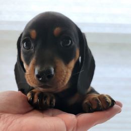 Cream - Black and tan female Dachshund puppy in Kempner, Texas from Russell Farms Dachshund