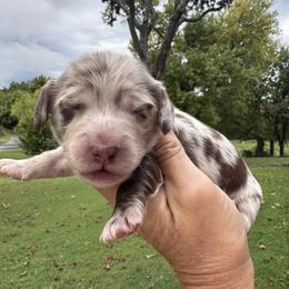 Gatsby - Dapple male Dachshund puppy in Bentonville, Arkansas from Boujee Buns Dachshunds