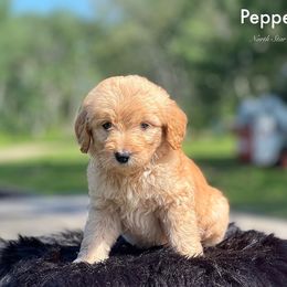 Pepper Jack - Goldendoodle puppy in Lancaster, Minnesota from North Star Dog Training