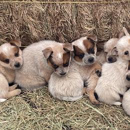 Australian Cattle Dog Puppies from Bunker's Australian Cattle Dogs