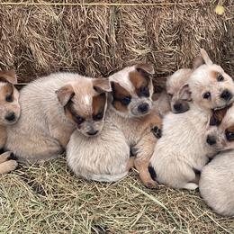 Australian Cattle Dog Puppies from Bunker's Australian Cattle Dogs