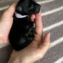 Miniature Schnauzer Puppies from Adrienne Exum