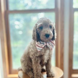 Orange Collar - Red male Bernedoodle puppy in Ames, Iowa from Pippi's Puppies