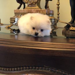 Pomeranian and Yorkshire Terrier Puppies from Dreaming Puppies