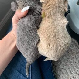 Shih Tzu Puppies from P&B Tzu Tribe