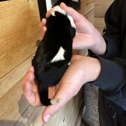 Male 2 - Black brown and white male Basset Hound puppy in Lindley, New York from Hill Top Basset Hounds & Cane Corso