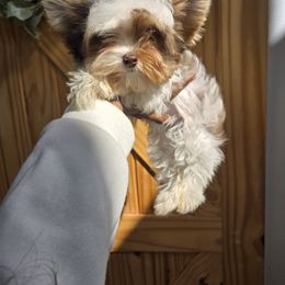 Yorkshire Terrier Puppies from Ja'Dor Yorkies