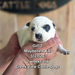 Girl 3 - Blue female Australian Cattle Dog puppy in Monroe, North Carolina from Creek View Cattle Dogs