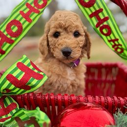 Candy - Apricot female Goldendoodle puppy in Willacoochee, Georgia from Kitandkboodle's Doodles