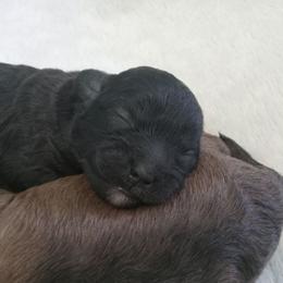 Gia - Black female Shihpoo puppy in Mifflintown, Pennsylvania from Curls & Paws Canines