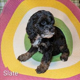 Slate - Black and white male Cockapoo puppy in Sunset, Louisiana from Cano Cockapoos