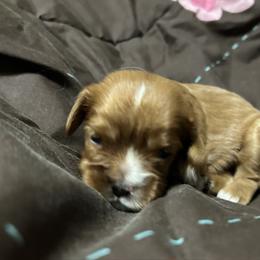 Grace - Ruby female Cavalier King Charles Spaniel puppy in Fairmount, Indiana from Dream Maker Cavaliers