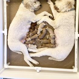 Bernedoodle and Goldendoodle Puppies from Central Texas Doodles, LLC.