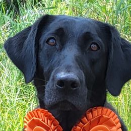 Everest - Labrador Retriever