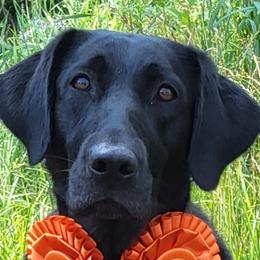 Everest - Labrador Retriever